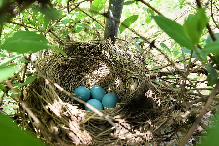 Bird nest